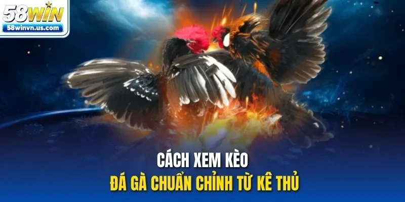 Cách xem kèo đá gà chuẩn chỉnh từ kê thủ