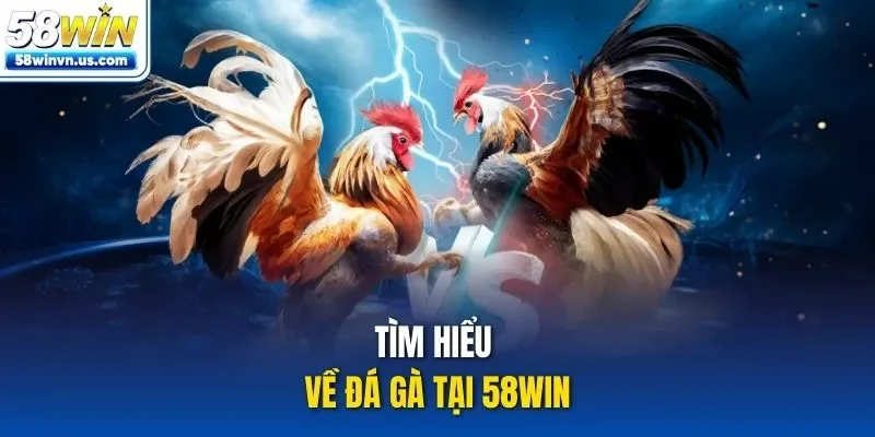 Tìm hiểu về đá gà tại 58WIN